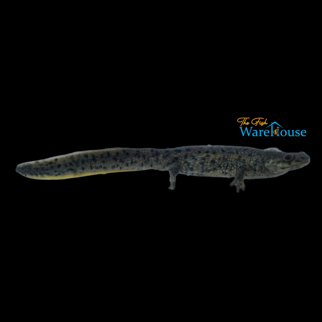 Iberian Ribbed Newt (Pleurodeles waltl)