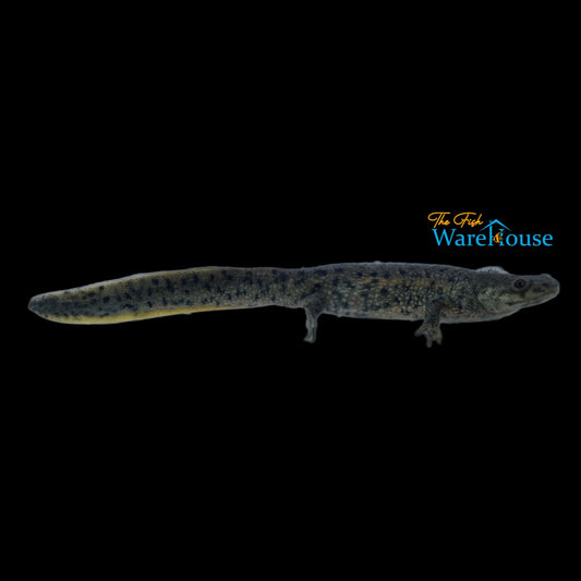 Iberian Ribbed Newt (Pleurodeles waltl)