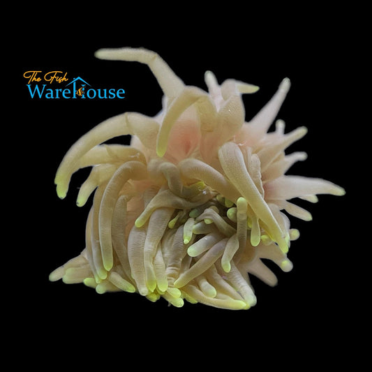 Condy Anemone (Condylactis gigantea)