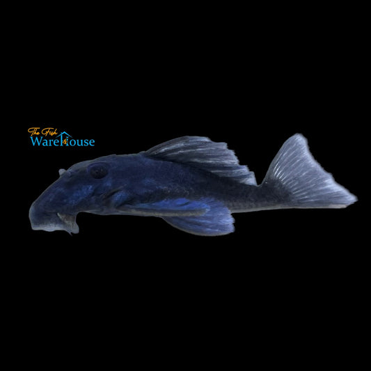 Blue Panaque Pleco L239 (Baryancistrus beggini)