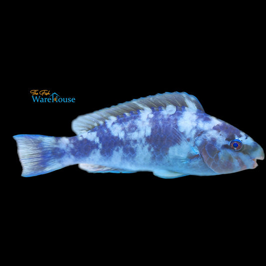 Blue Parrotfish (Scarus coeruleus)