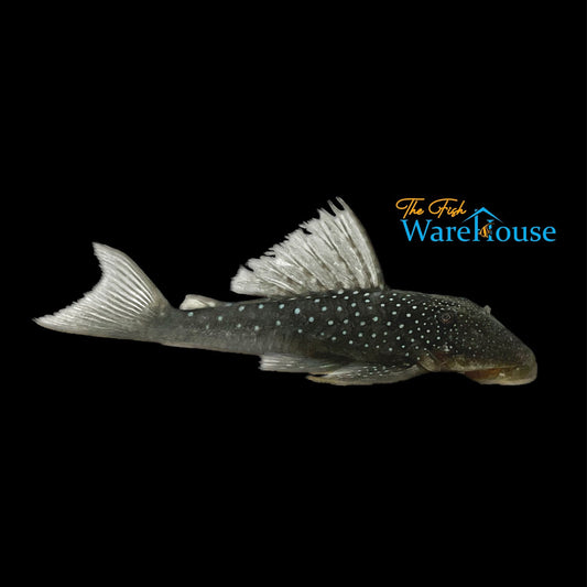 Blue Phantom Pleco L128 (Hemiancistrus sp. L128)