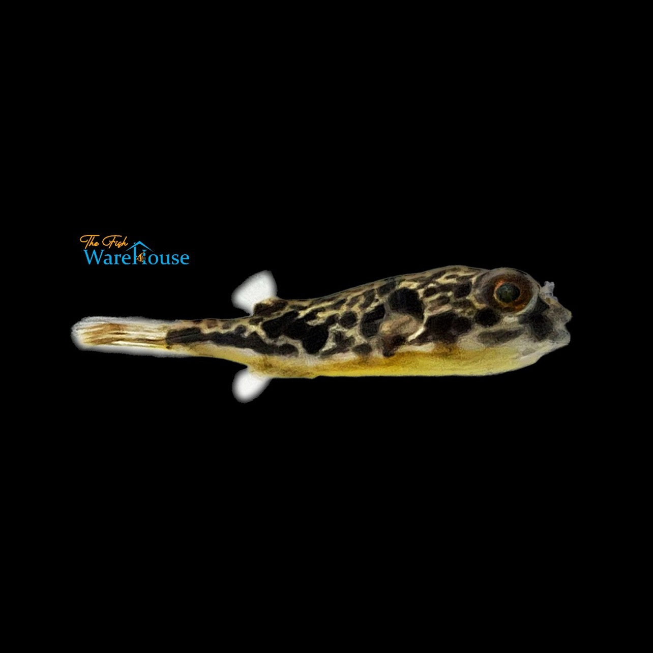 Mbu Puffer (Tetraodon mbu)