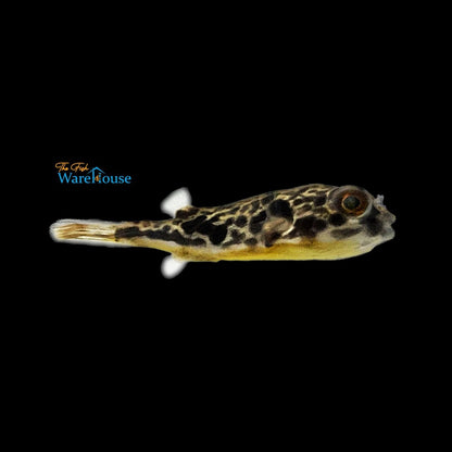 Mbu Puffer (Tetraodon mbu)