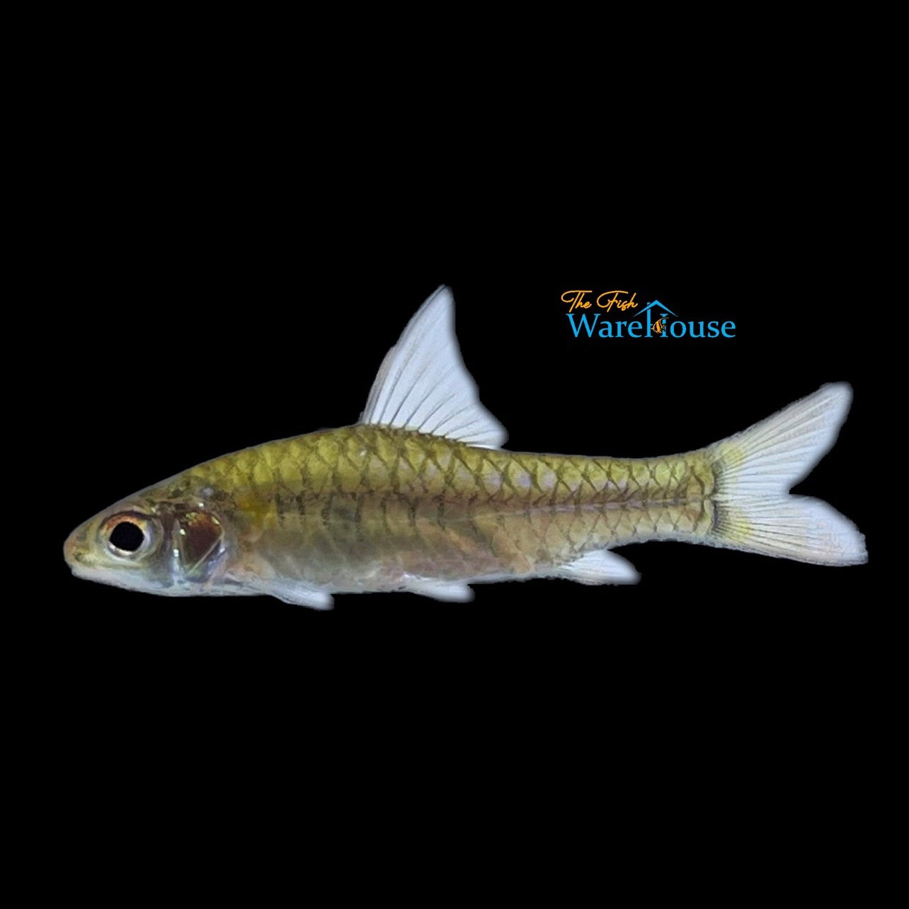 Congo Barb (Clypeobarbus congicus)