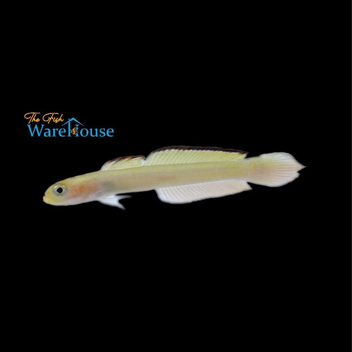 Blue Pintail Goby (Loglossus calliurus)