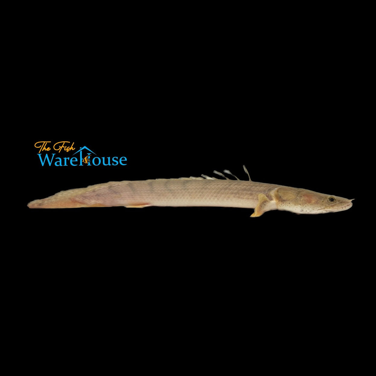 Congo Bichir (Polypterus congicus)