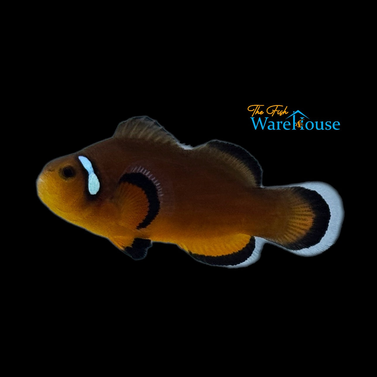 Mocha Latte Clownfish (Amphiprion ocellaris)