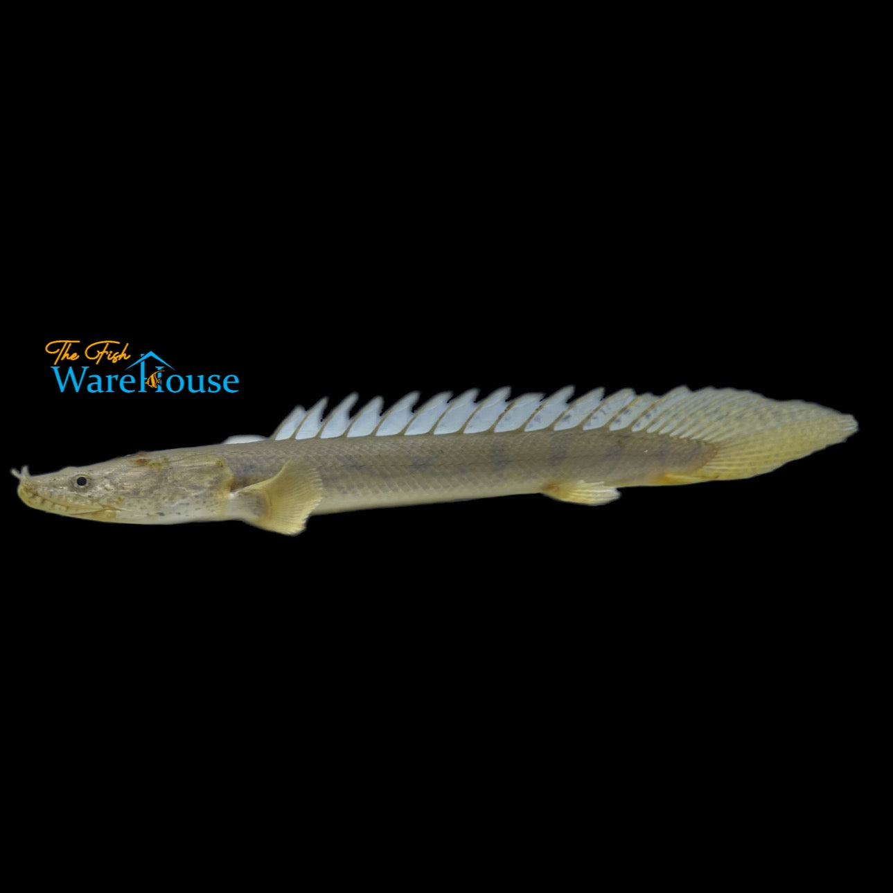 Congo Bichir (Polypterus congicus)