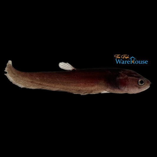 Congo Black Knifefish (Papyrocranus congoensis)