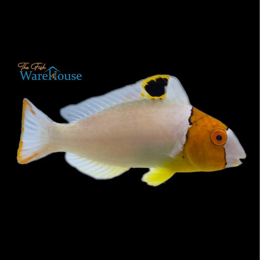 Bicolor Parrotfish (Cetoscarus bicolor)