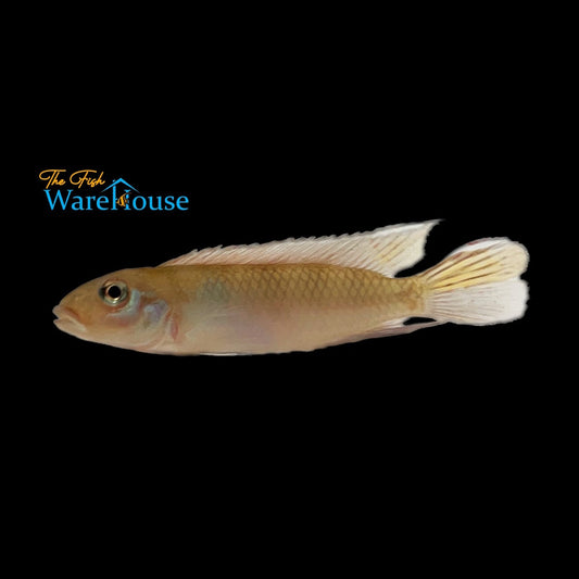 Congo Dwarf Cichlid (Nanochromis parilus)