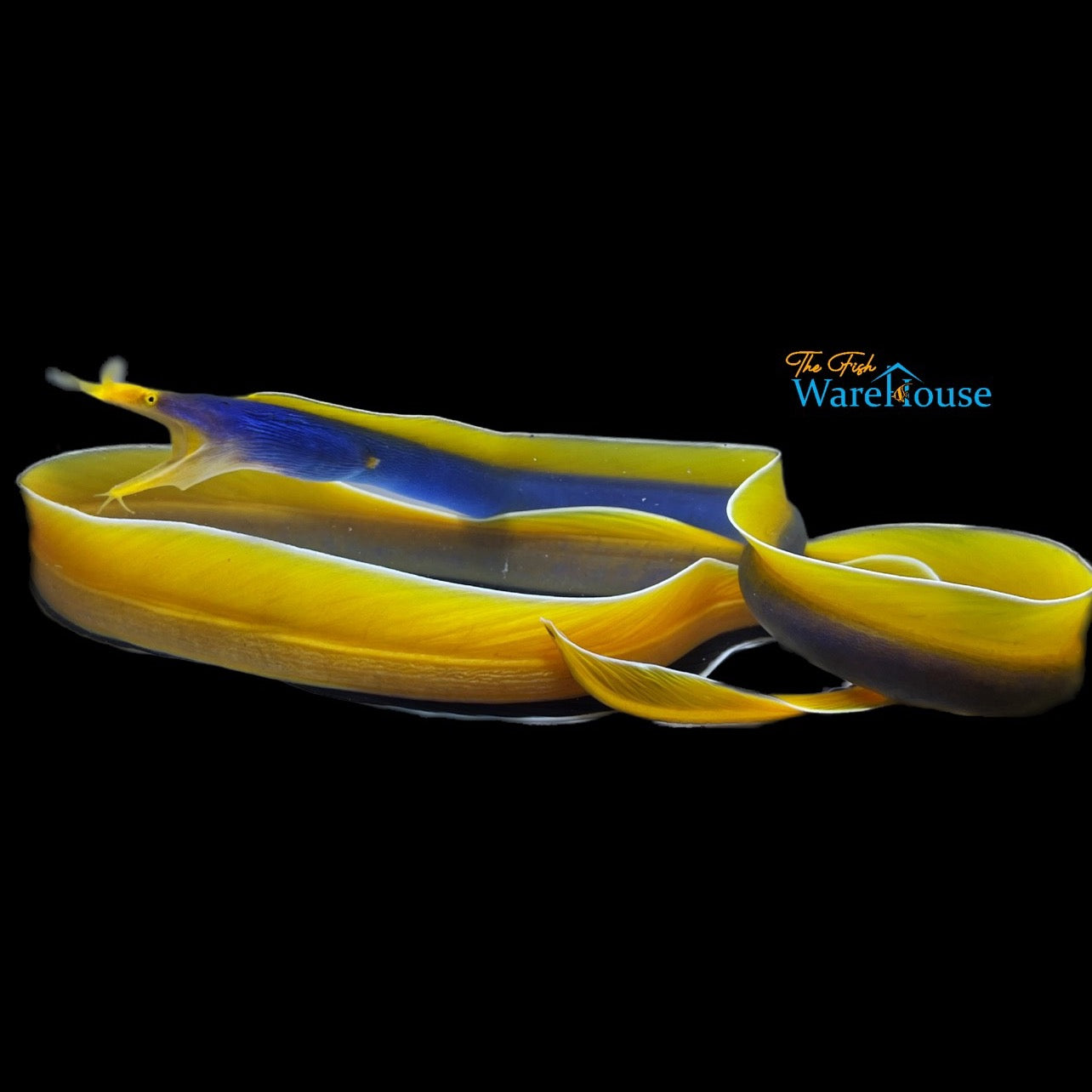 Blue Ribbon Eel (Rhinomuraena quaesita)