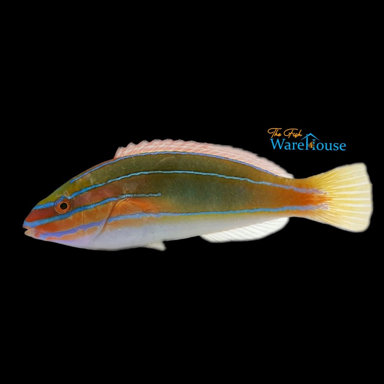 Blue Ribbon Wrasse (Stethojulis trilineata)