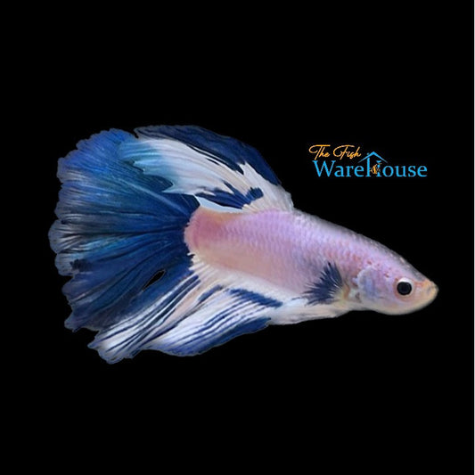 Blue Rim Halfmoon Betta - Male (Betta splendens)