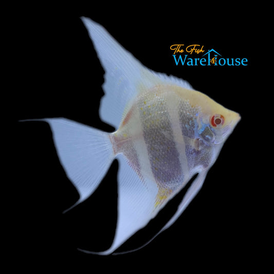 Albino Dantum Angelfish (Pterophyllum altum x Pterophyllum scalare)