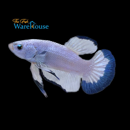 Blue Rim Plakat Betta - Male (Betta splendens)