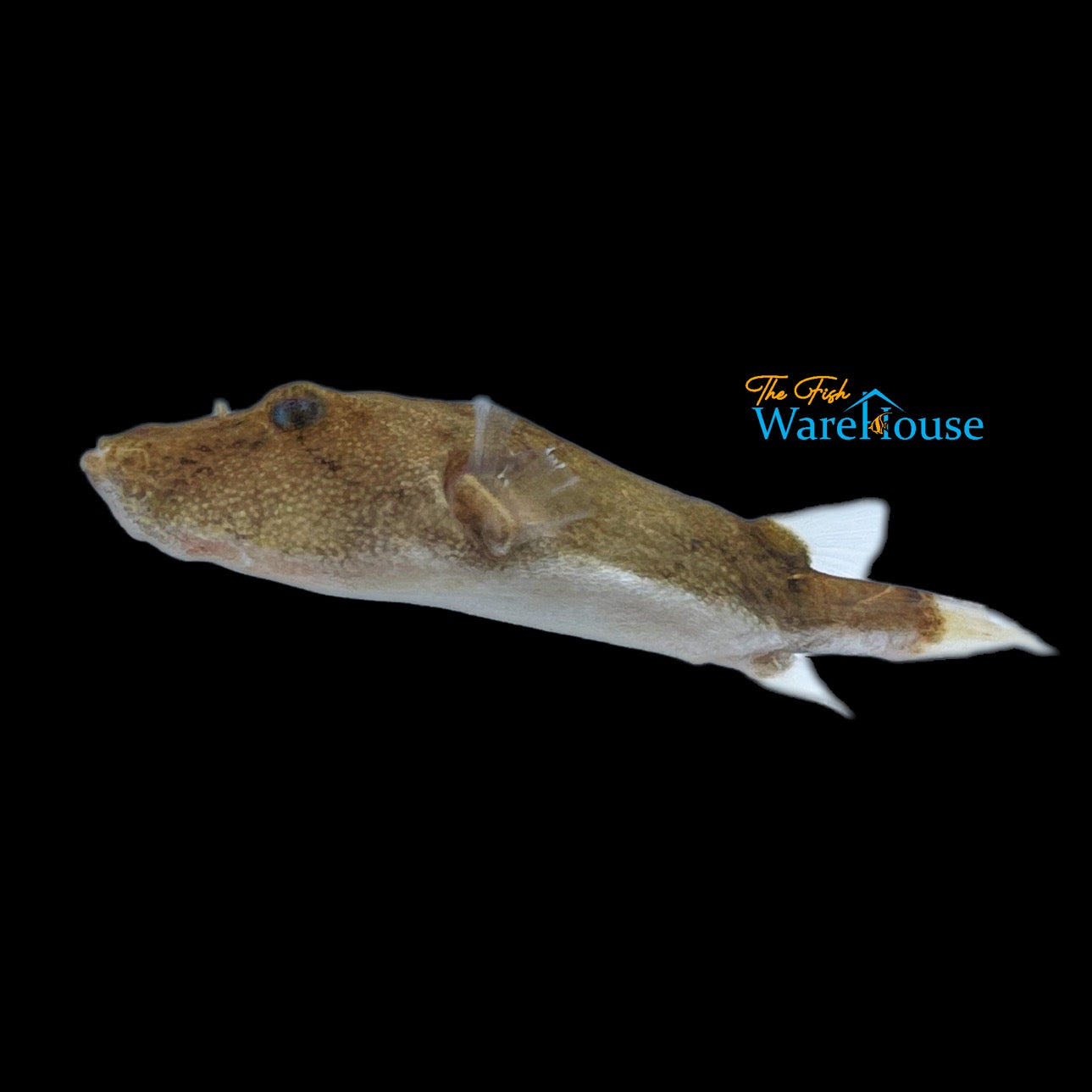 Congo Puffer (Tetraodon miurus)