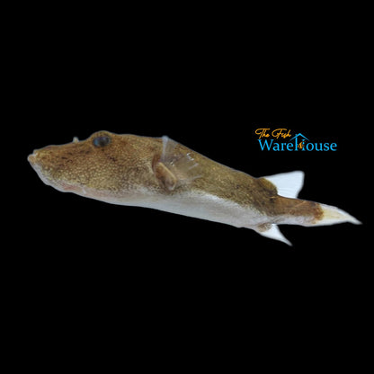 Congo Puffer (Tetraodon miurus)