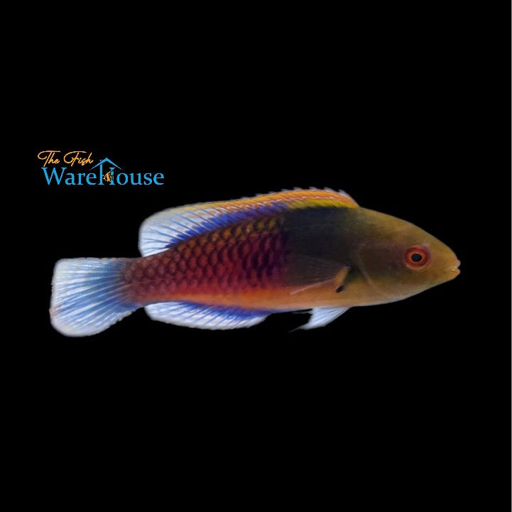 Blue Sided Fairy Wrasse (Cirrhilabrus cyanopleura)