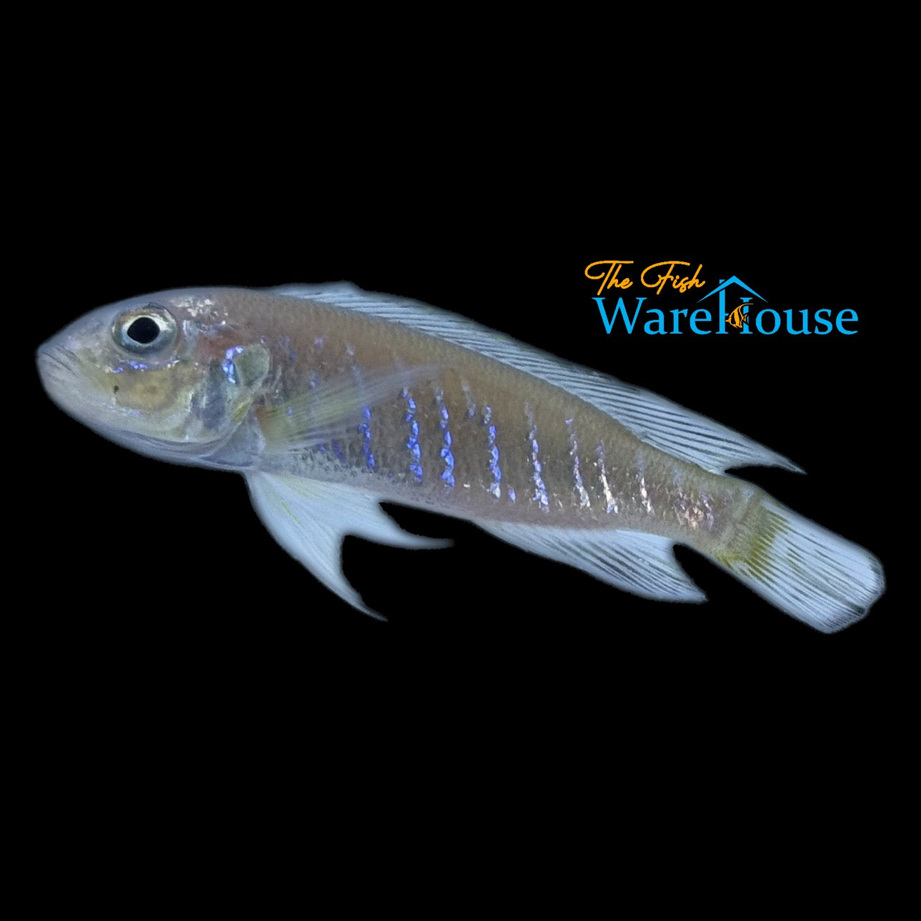 Triglachromis Otostigma