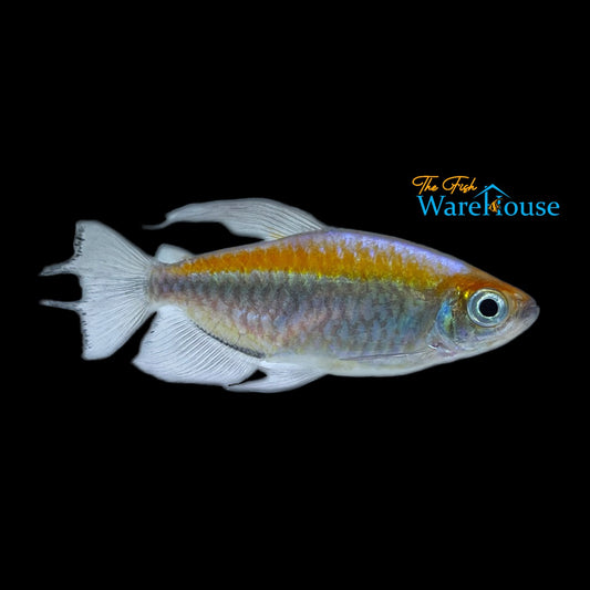 Congo Tetra (Phenacogrammus interruptus)