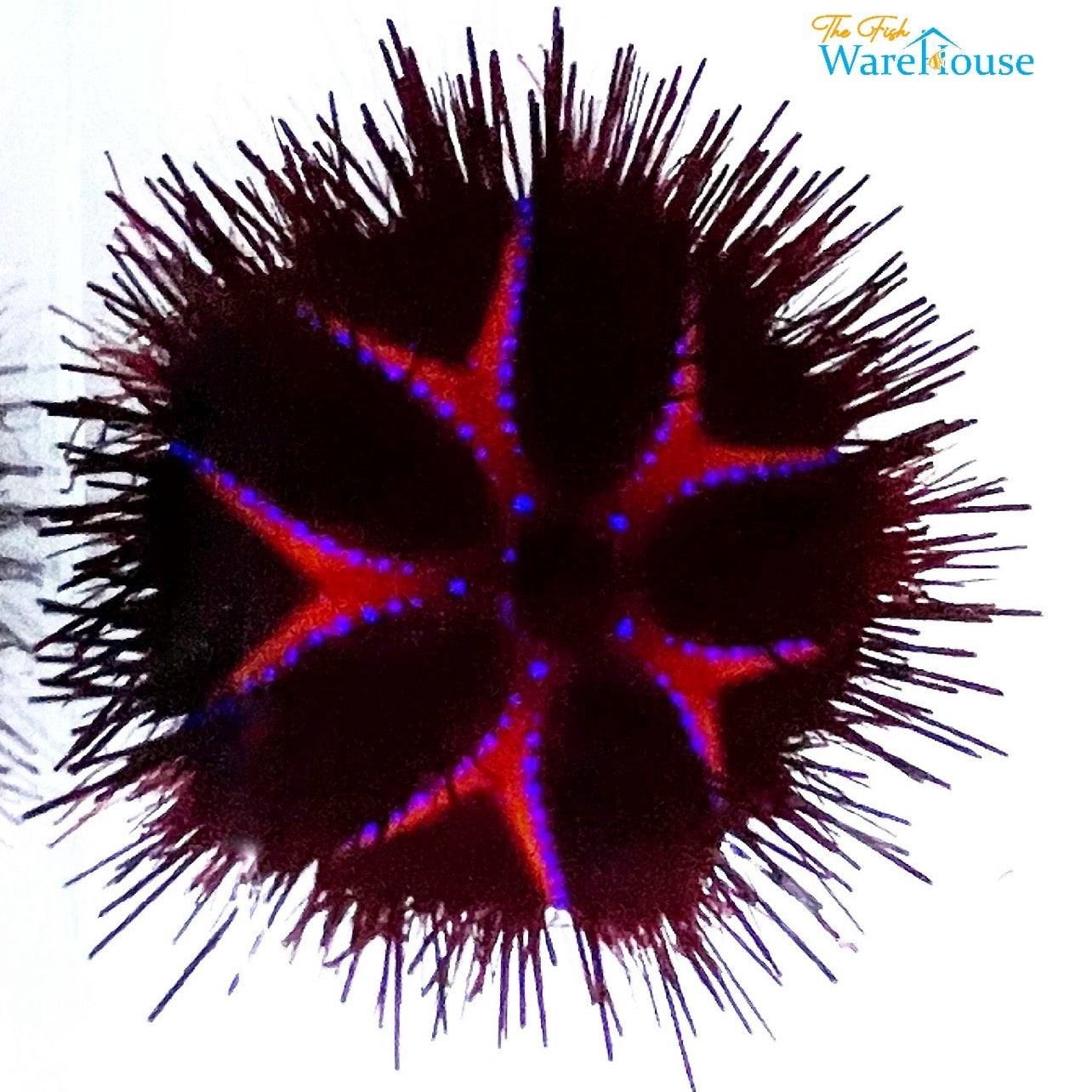 Blue Spot Fire Urchin (Astropyga radiata)