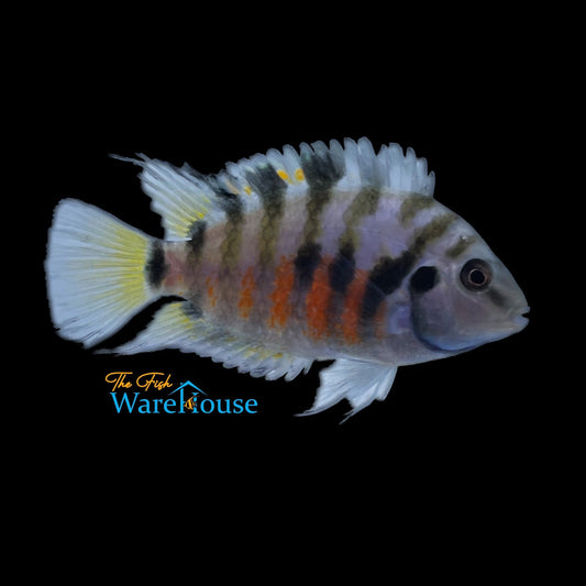 Convict Cichlid (Amatitlania nigrofasciata)