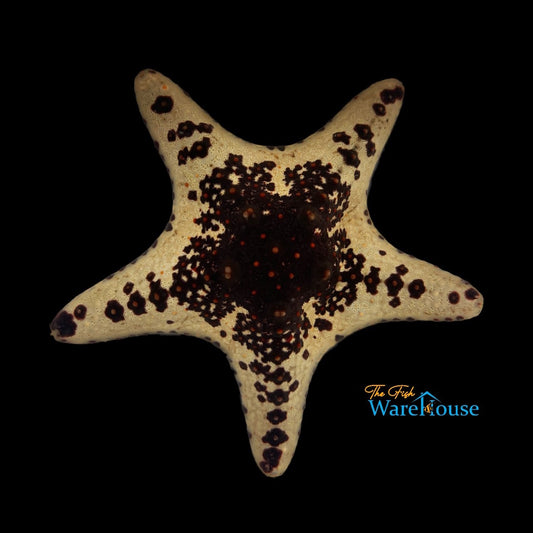 Cookies & Cream Starfish (Pentaceraster sp.)