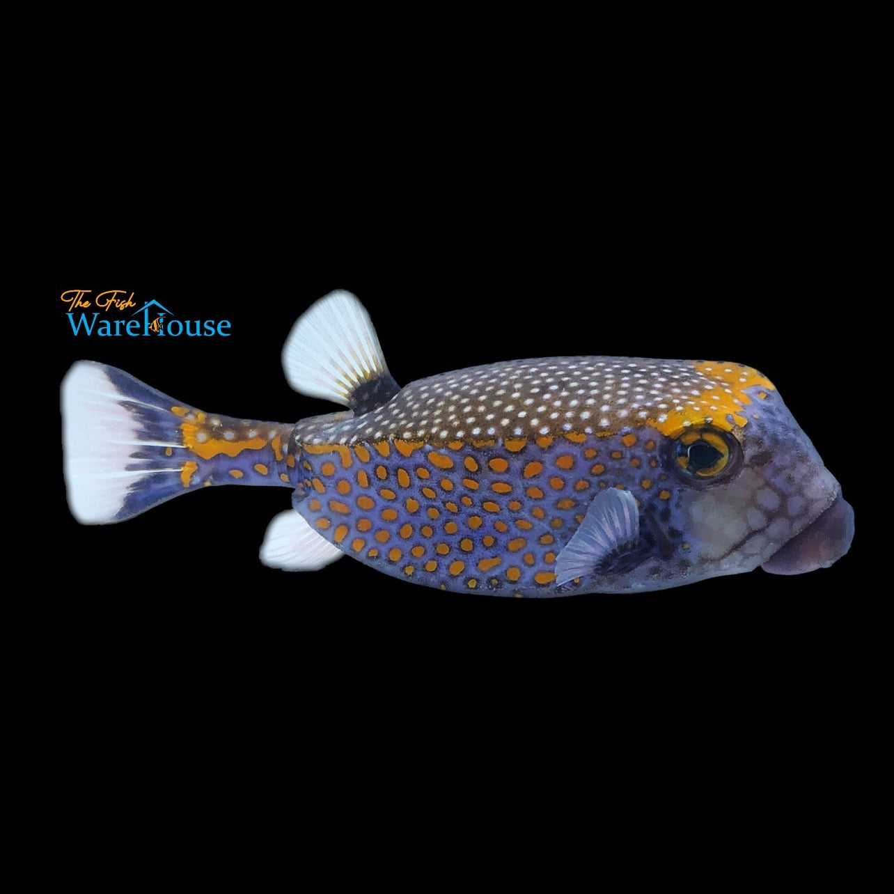 Blue Spotted Boxfish - Male (Ostracion meleagris)