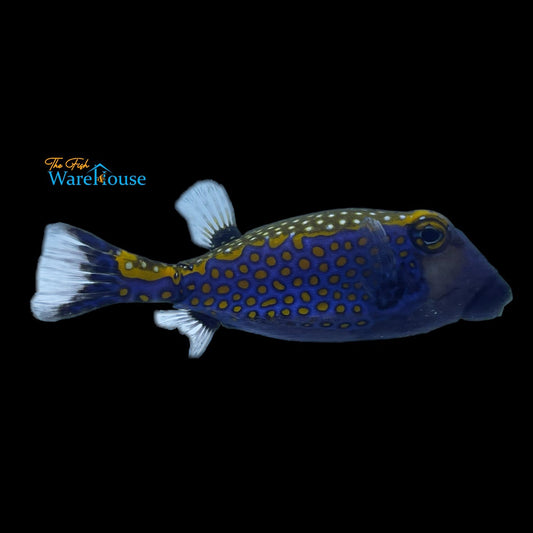 Blue Spotted Boxfish - Male (Ostracion meleagris)