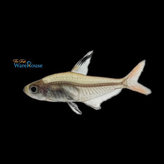 Copeland Tetra (Hyphessobrycon copelandi)