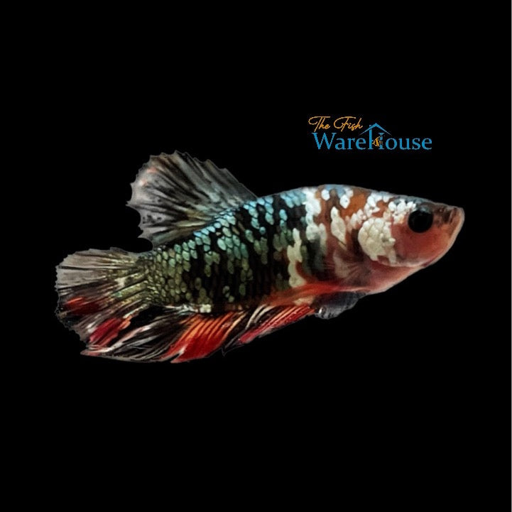 Copper Gold Galaxy Koi Plakat Betta - Male (Betta splendens)