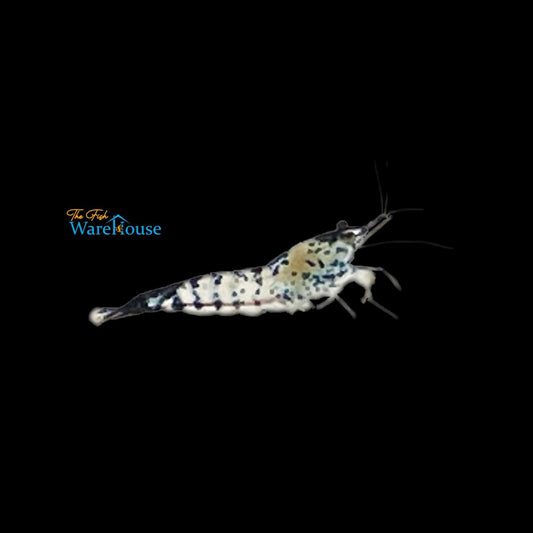 Blue Spotted Shrimp (Neocaridina davidi)
