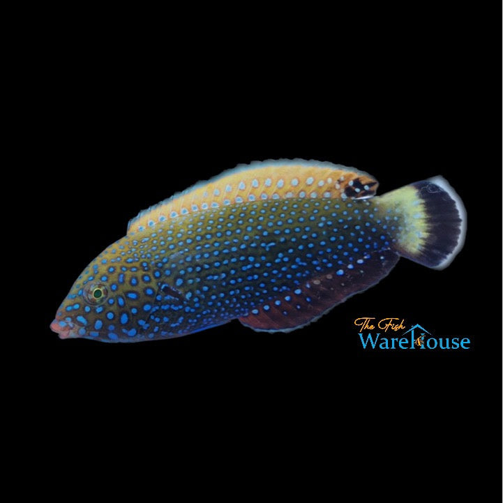 Blue Spotted Tamarin Wrasse (Anampses caeruleopunctatus)