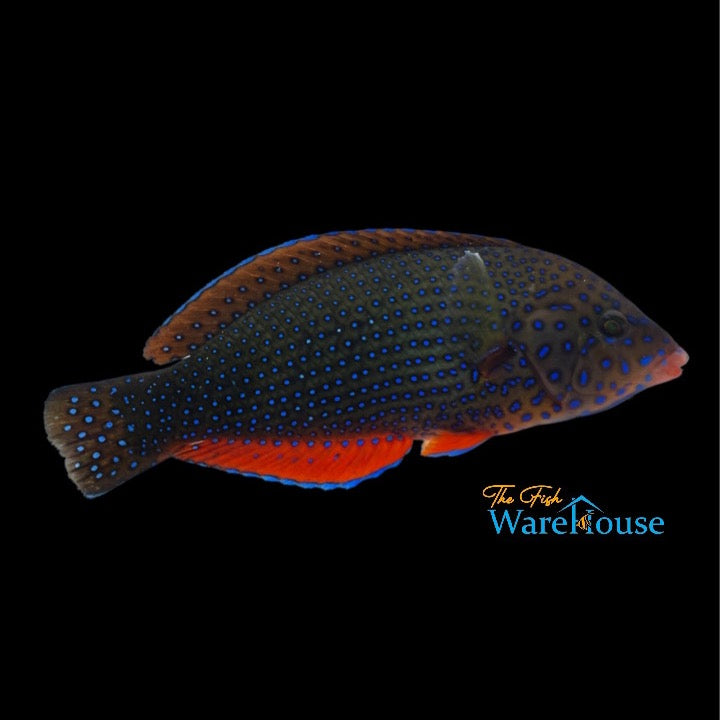 Blue Spotted Tamarin Wrasse (Anampses caeruleopunctatus)