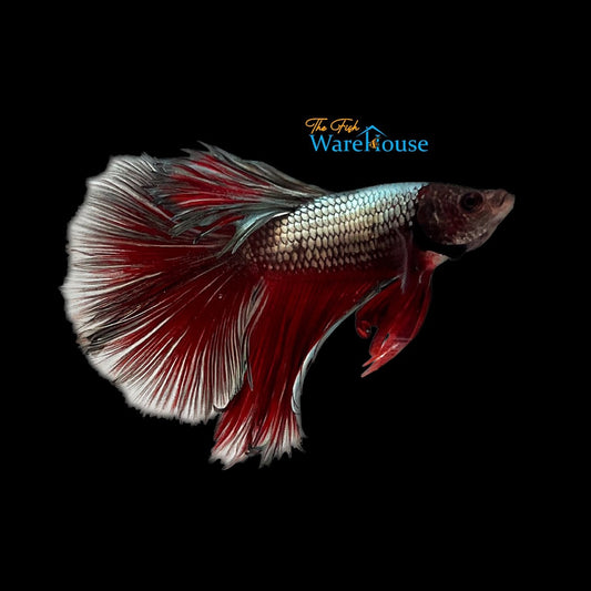 Copper Halfmoon Betta - Male (Betta splendens)