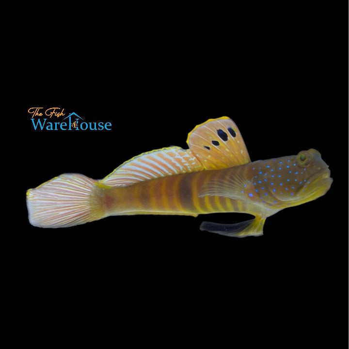 Blue Spotted Watchman Goby (Cryptocentrus pavoninoides)