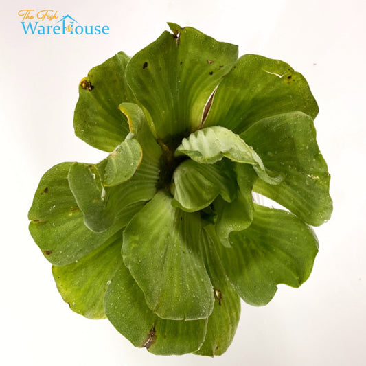 Water Lettuce (Pista Stratiotes)