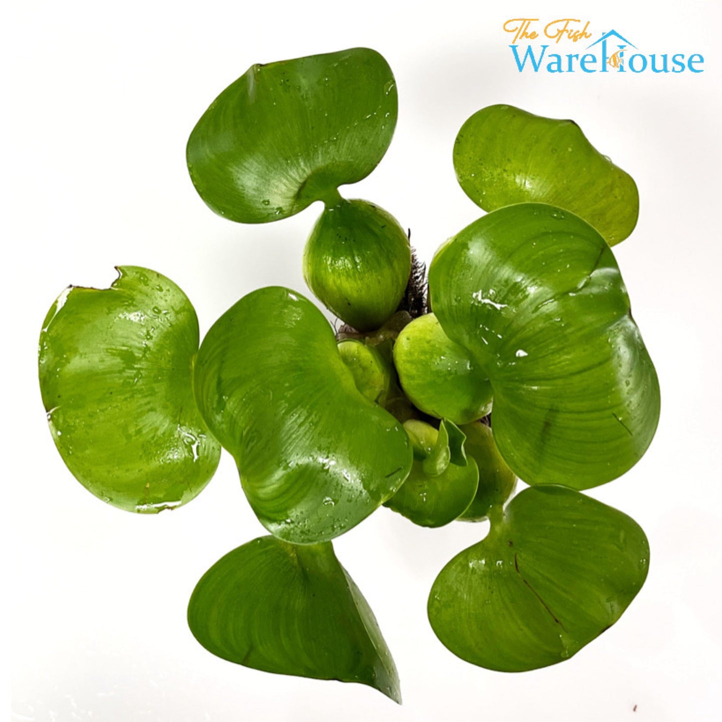 Water Hyacinth (Eichhornia crassipes)