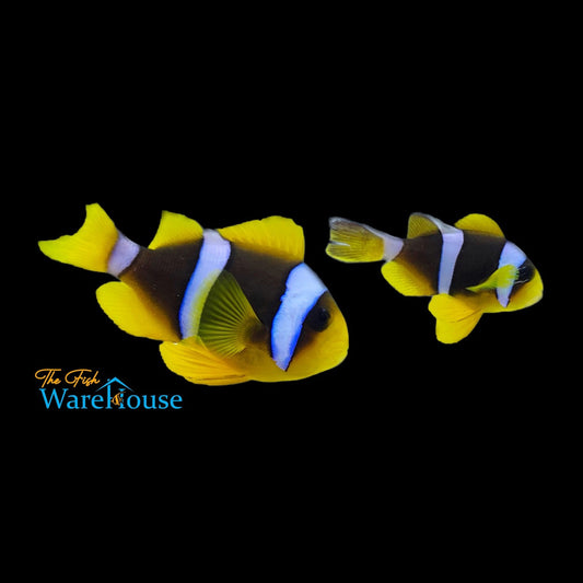 Blue Stripe Clownfish - Wild (Amphiprion chrysopterus)
