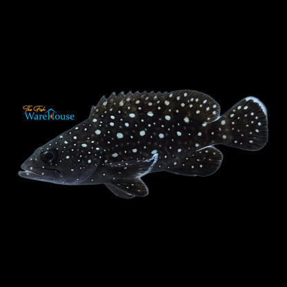 Whitespotted Grouper (Epinephelus coeruleopunctatus)