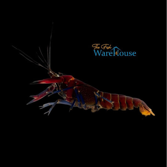 Warsamson Lobster (Cherax warsamson)