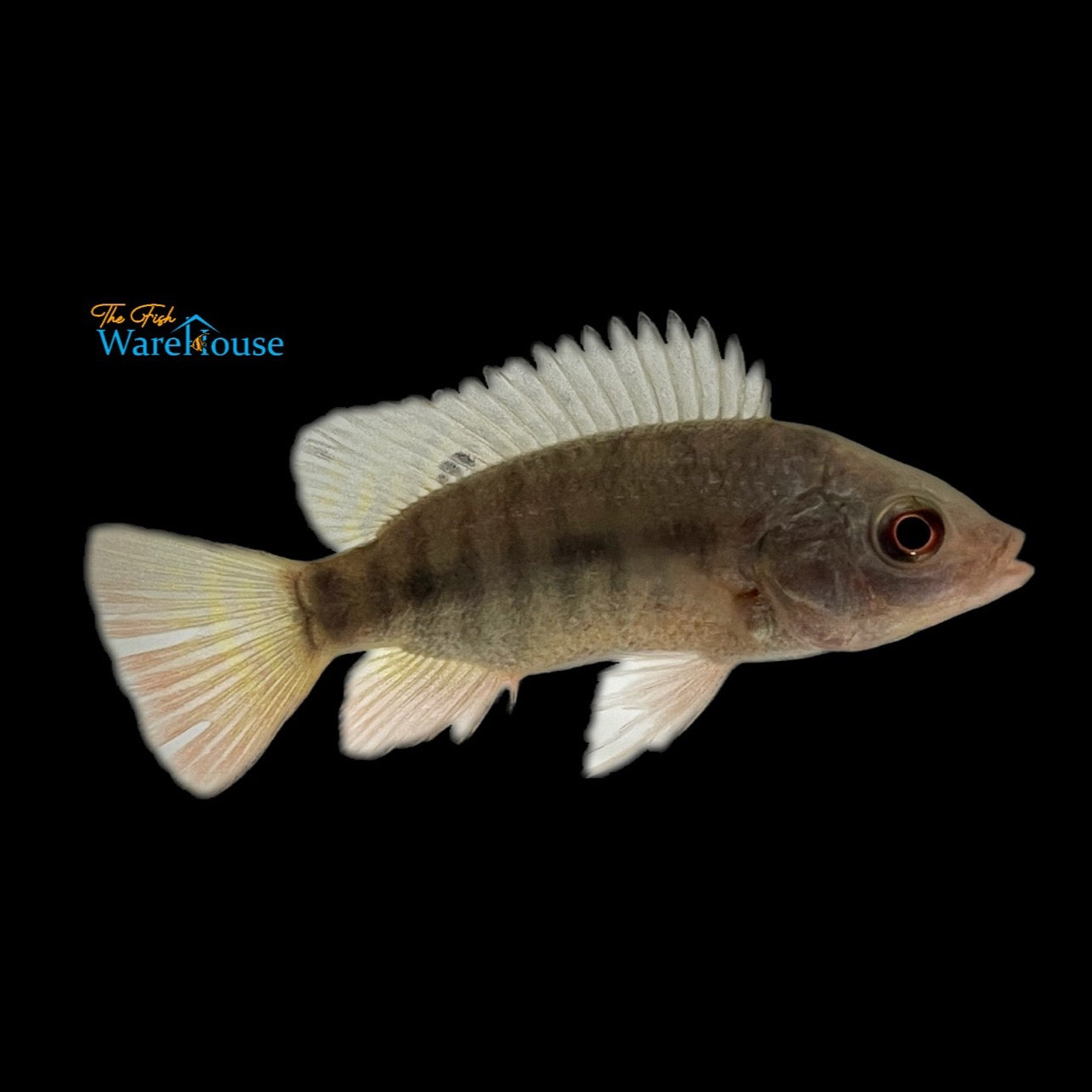 Blue Tilapia (Oreochromis aureus)