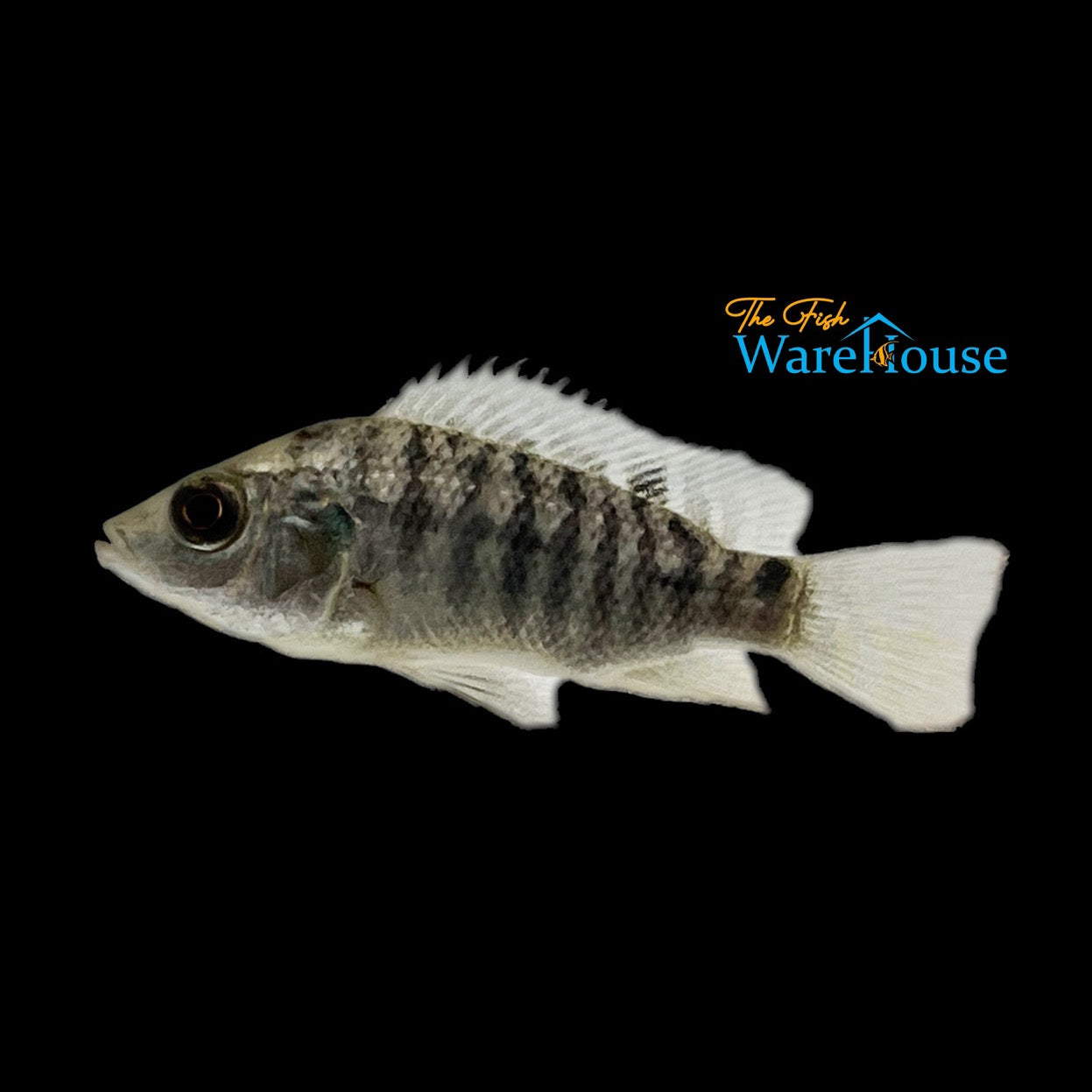 Blue Tilapia (Oreochromis aureus)