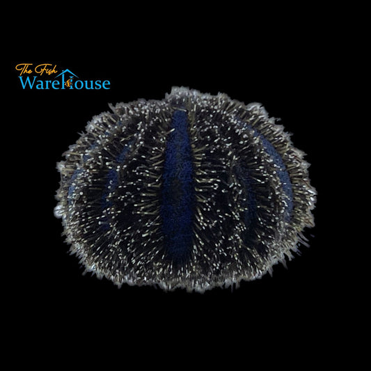 Blue Tuxedo Urchin (Mespilia globulus)