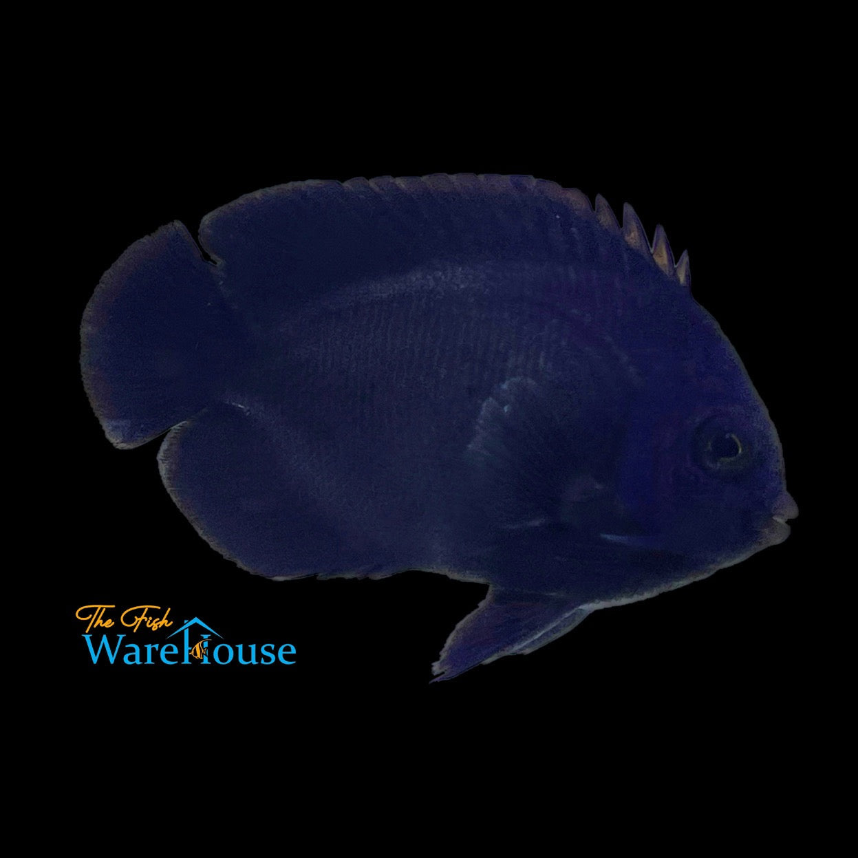 Blue Velvet Angelfish (Centropyge deborae) – The Fish Warehouse