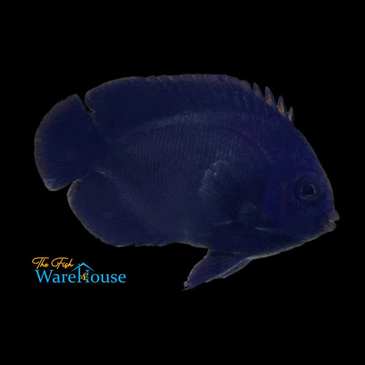 Blue Velvet Angelfish (Centropyge deborae)