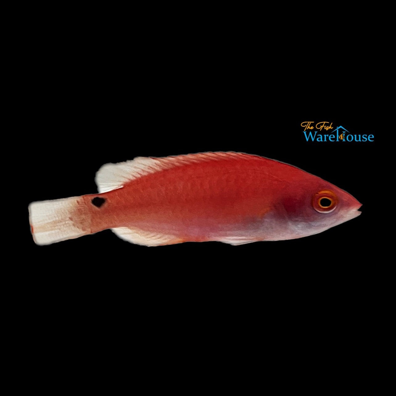 Walindi Fairy Wrasse (Cirrhilabrus walindi)