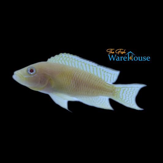 Gold Neolamprologus Walteri (Neolamprologus walteri gold)